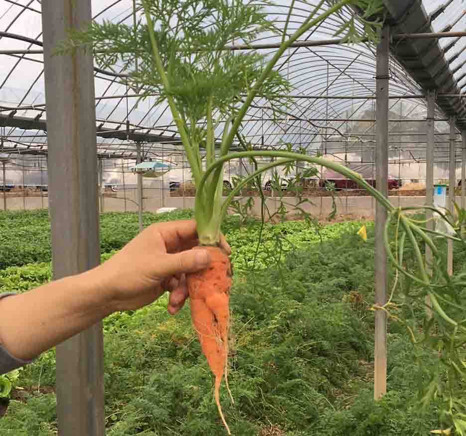 燒烤照片